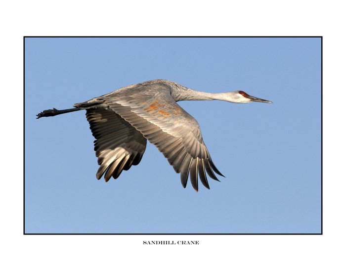 84 sandhill crane.jpg